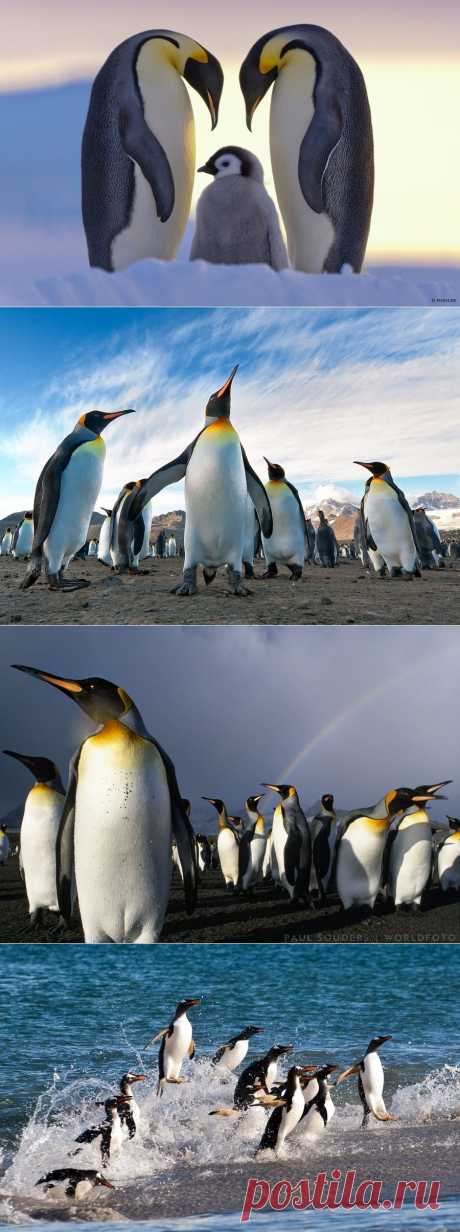 Птицы во фраках