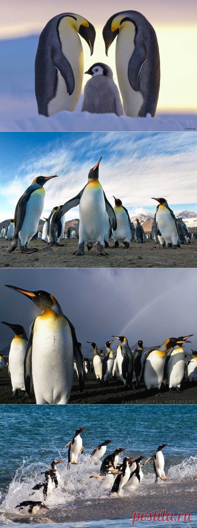 Птицы во фраках