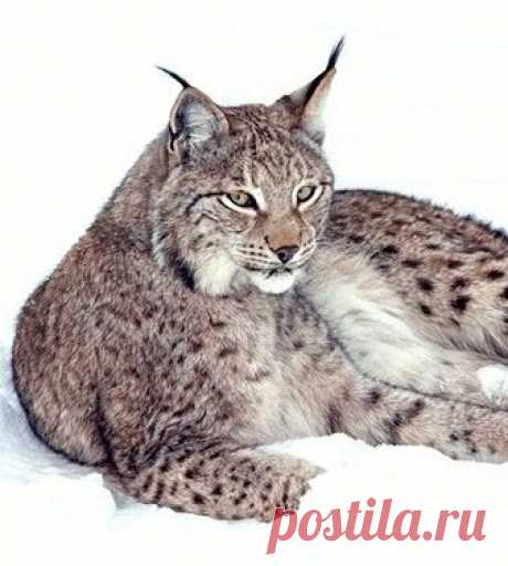 Мой Мир@Mail.Ru