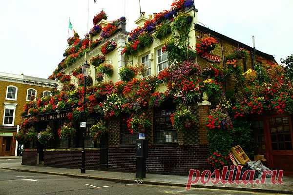 Спешите видеть!: цветущий паб
Находится на Kensington Church Street.
Фасад этого паба, благоухающий цветами, особенно красив в летний сезон. Внутри паб не многим отличается от любого другого в Лондоне, но тоже чем-то похож на оранжерею. Сюда приходят ужинать по-тайски в приятной шумной атмосфере масса народу.
