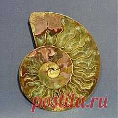 Аммонит