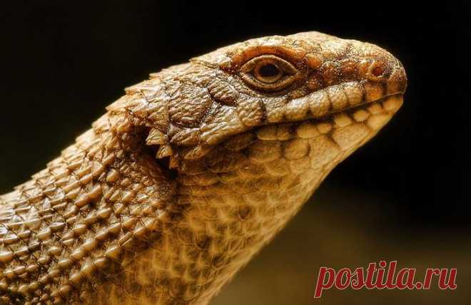 Портреты животных. Часть 2