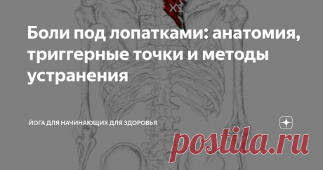 Боли под лопатками: анатомия, триггерные точки и методы устранения Статья автора «Йога для начинающих для здоровья» в Дзене ✍:    Если Вас преследуют ноющие, пульсирующие ощущения под лопаткой или вокруг неё, возможно, причина кроется не в обычном мышечном...