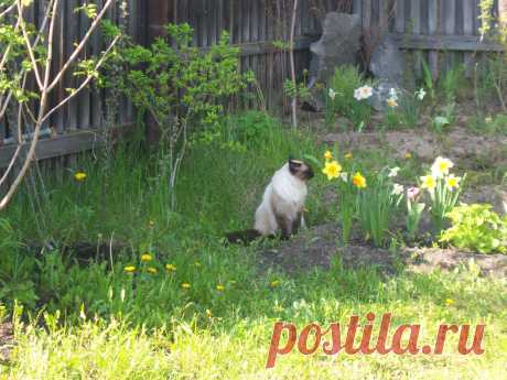 Венимианин на даче