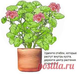 Обрезка и формирование пеларгоний (гераней