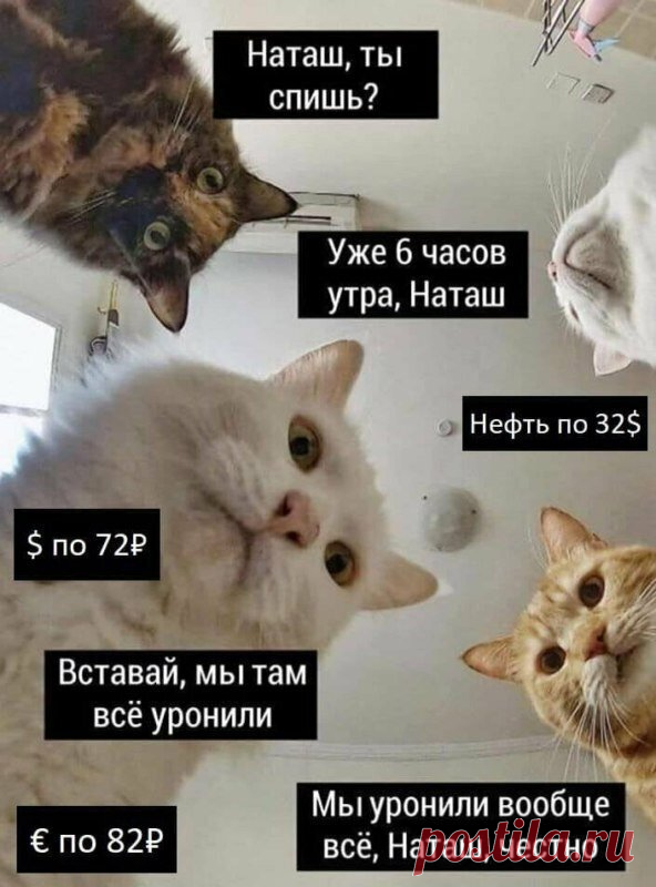 Наташ, ты спишь?: подборка мемов с котиками Наташи, которые