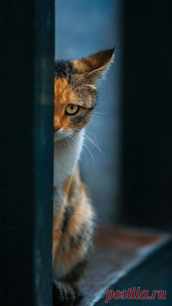 (2) Pinterest