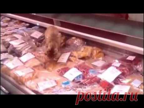 За кота, объевшего магазин на 60 тысяч рублей, заплатит аэропорт