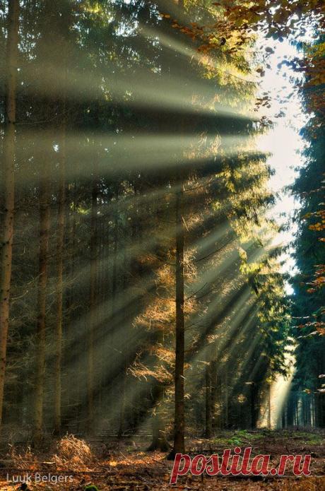 Солнечный лес Люка Белгерса | Изюминки