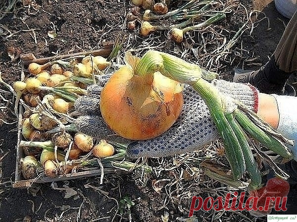 Секреты выращивания крупного лука