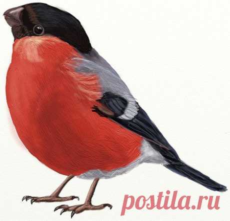 Учимся рисовать снегиря / Необычные поделки