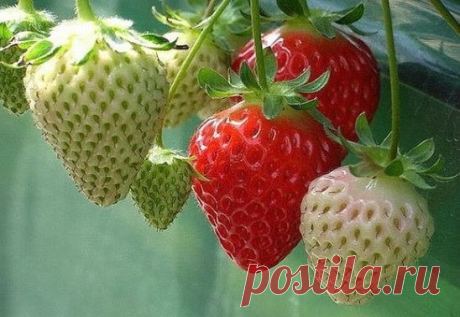 4 лучших удобрения для клубники
1. Куриный помет хорош тем, что содержит высокий процент азота, без которого ягода не способна произвести крупных, сочных и сладких плодов. Используется куриный помёт в качестве подкормки в жидком виде. Стандартный расчёт 1 литр птичьего помёта на 10 литров воды, чтобы не сжечь растение приготовленный раствор должен простоять около трёх дней.
2. Кисломолочные продукты, например сыворотка. Для клубники слабокислая почва, самая благотворная среда для развития и пл