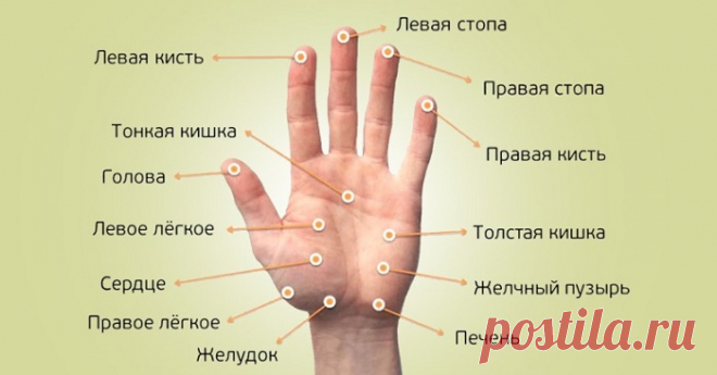 На наших ладонях расположено множество активных точек, которые отвечают за работу того или иного органа - Калейдоскоп событий