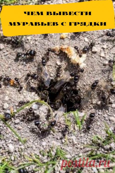 чем вывести муравьев с грядки