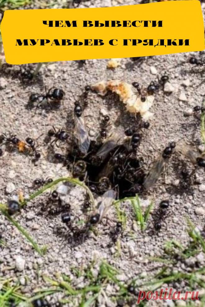 чем вывести муравьев с грядки