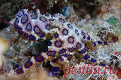 Синекольчатый осьминог - Путешествуем вместе