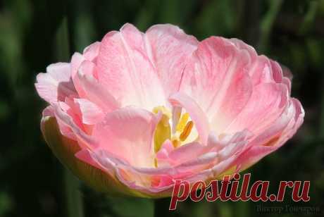 Нежный тюльпан в саду...♥ 📸 #Виктор_Гончаров