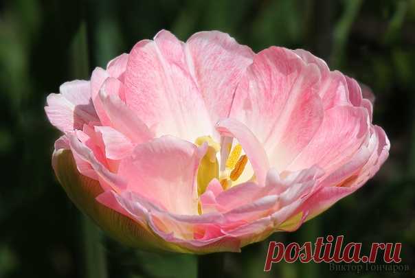 Нежный тюльпан в саду...♥ 📸 #Виктор_Гончаров