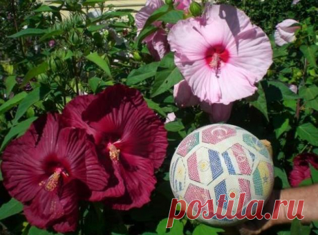 Гибискус садовый. Гибискус Сирийский. Уход и размножение – Flowertimes.ru