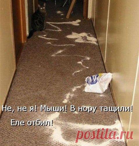 Эти местные коты (котоматрица)