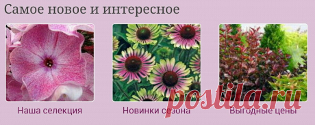 Знакомьтесь, питомник Ситцевый Сад | Сад Анны Гауэр | Яндекс Дзен