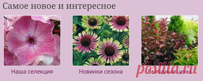 Знакомьтесь, питомник Ситцевый Сад | Сад Анны Гауэр | Яндекс Дзен