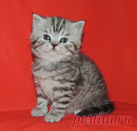 малышка страйт серебристого окраса