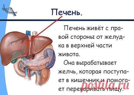 КАК УХАЖИВАТЬ ЗА СВОЕЙ ПЕЧЕНЬЮ