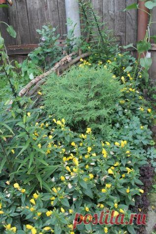 Пересадка туи - Садоводка