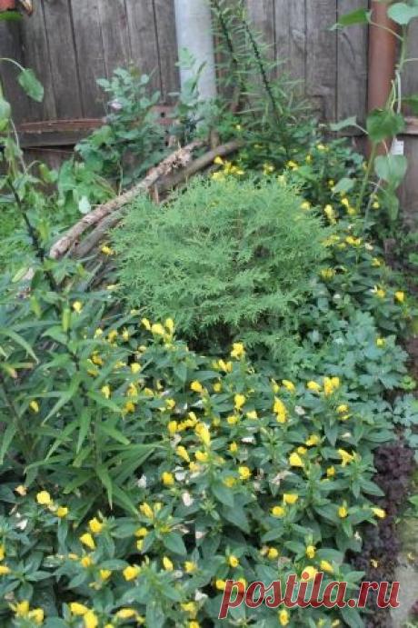 Пересадка туи - Садоводка