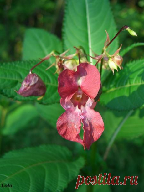 Лето | Фотографии Ксюша Ксюшина | 201 фото