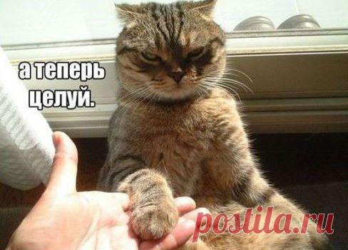 Доминируй, властвуй, унижай! / Писец - приколы интернета