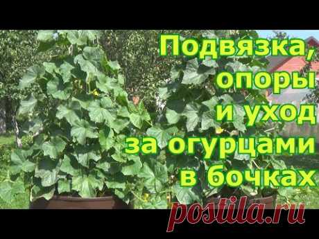 Опоры для огурцов в бочках. Подвязка, формирование и уход за огурцами в бочках. Что любят огурцы? - YouTube