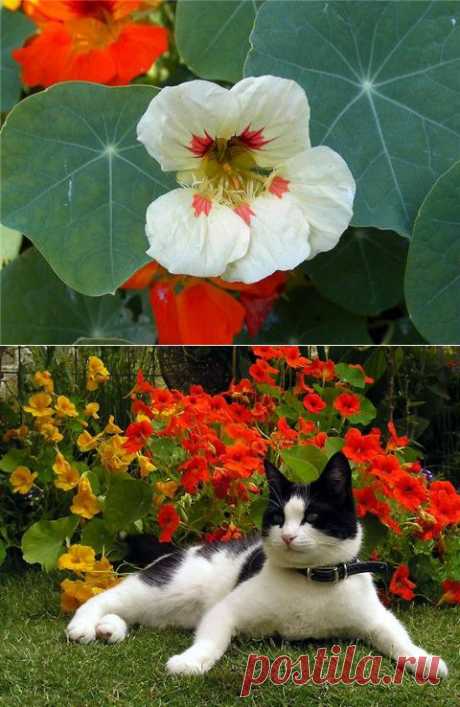 Настурция-это не только цветок, но и полезное растение для сада! | ЖЕНСКИЙ МИР