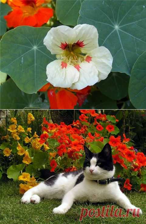 Настурция-это не только цветок, но и полезное растение для сада! | ЖЕНСКИЙ МИР