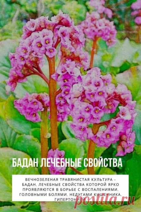 Бадан лечебные свойства. Вечнозеленая травянистая культура – бадан, лечебные свойства которой ярко проявляются в борьбе с воспалениями, головными болями, недугами кишечника, гипертонией. Еще известна, как камнеломка или бергения. Более распространенное название – монгольский чай. Корни заготавливают с начала лета, а листья годятся старые, перезимовавшие под снегом.