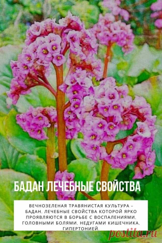 Бадан лечебные свойства. Вечнозеленая травянистая культура – бадан, лечебные свойства которой ярко проявляются в борьбе с воспалениями, головными болями, недугами кишечника, гипертонией. Еще известна, как камнеломка или бергения. Более распространенное название – монгольский чай. Корни заготавливают с начала лета, а листья годятся старые, перезимовавшие под снегом.
