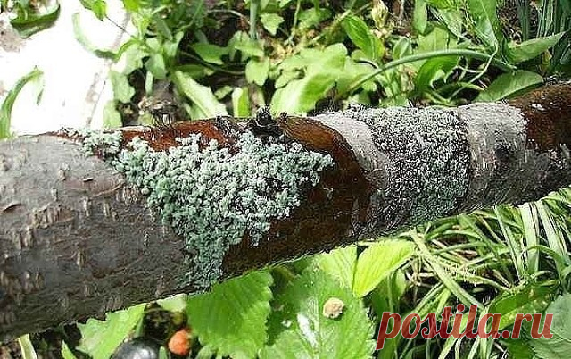 25 СПОСОБОВ ИЗВЕСТИ ТЛЮ

Сохраните, чтобы не потерять!

Подручными средствами

1. Водкой. Для обработки пойдет самая дешевая. Все, что нужно, так это налить ее в пульверизатор и опрыснуть растения.
2. Кока-колой. Использовать так же, как и водку.
3. Хозяйственным мылом: 200 г растворить в 10 л воды.
4. Нашатырем: 1 ст. ложку развести в 10 л воды.
5. Кальцинированной содой: 1 ст. ложку растворить в 1 л воды. Добавить 40 г хозяйственного мыла.
6. Золой: 200–300 г залить 5 л ...