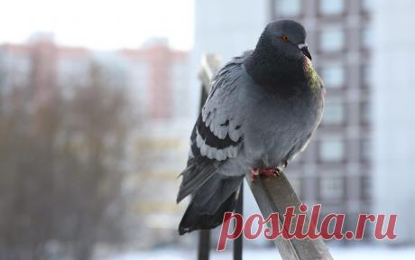 Сколько гибнет их — не счесть,
Видеть тяжело.
Покормите птиц зимой!
А ведь в нашем сердце есть
И для птиц тепло.
Разве можно забывать:
Улететь могли,
А остались зимовать
Заодно с людьми.