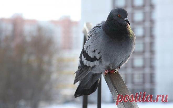 Сколько гибнет их — не счесть,
Видеть тяжело.
Покормите птиц зимой!
А ведь в нашем сердце есть
И для птиц тепло.
Разве можно забывать:
Улететь могли,
А остались зимовать
Заодно с людьми.