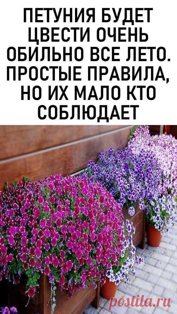 Правильный уход за петуниями в июле – приемы, улучшающие цветение Эти неприхотливые цветы самых разнообразных оттенков цветут все лето и наполняют воздух нежным ароматом. Если вы с любовью вырастили рассаду петуний и уже насладились их первым цветением, продолжайте ухаживать за растениями. А мы подскажем, о чем стоит помнить в середине лета, чтобы цветков на растениях стало еще больше и они долго не увядали. Шаг 1. Подкормите петунии ... <a title=