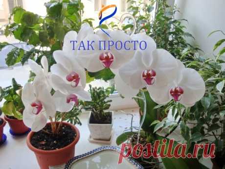 (2) Одноклассники