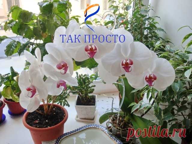 (2) Одноклассники