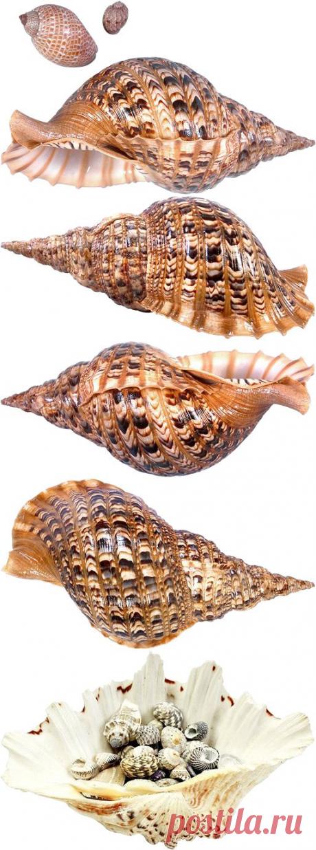 Морская тематика - картинки для творчества - клипарт на прозрачном фоне Seashells PNG