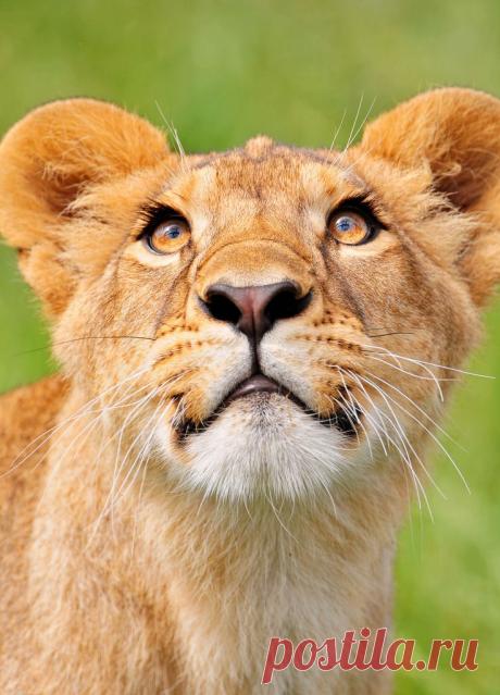 Фото Без названия. Альбом ЦАРЬ ЗВЕРЕЙ - 50 фото. Фотографии ⊰✿⊱ ОЛЬГА ⊰✿⊱.