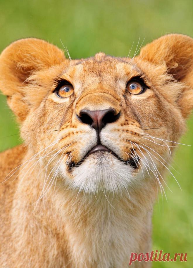 Фото Без названия. Альбом ЦАРЬ ЗВЕРЕЙ - 50 фото. Фотографии ⊰✿⊱ ОЛЬГА ⊰✿⊱.