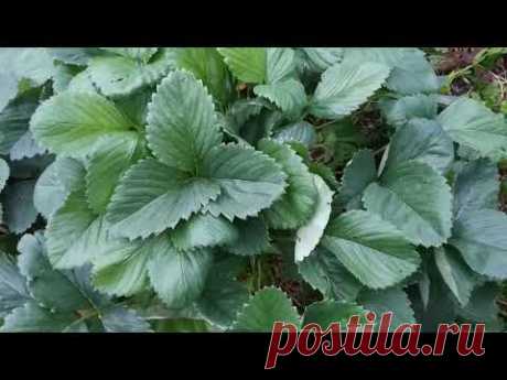 Клубника после плодоношения. Важные 3 шага, чтобы  клубника восстановилась