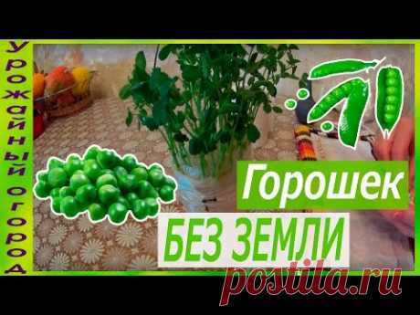 РАССАДА ГОРОШКА БЕЗ ЗЕМЛИ!