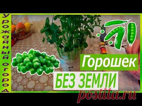 РАССАДА ГОРОШКА БЕЗ ЗЕМЛИ!