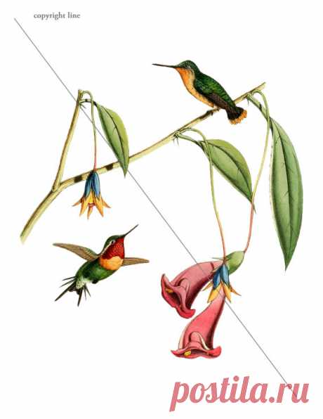 Colibríes - tatuaje temporal Este listado es para un tatuaje temporal de alta calidad.  »» El tatuaje se parece a lo real! Minutos y le dura por días. Genial para los niños y adolescentes que quieran experimentar o para probar un diseño antes de tenerlo tatuado de verdad.  »» Elegir el tamaño preferido (Nota: se refiere a la parte más larga de la imagen!)  »» Para aplicar el tatuaje, pelar el brillante forro lejos del lado adhesivo del tattoo y aplicar el tatuaje para limp...
